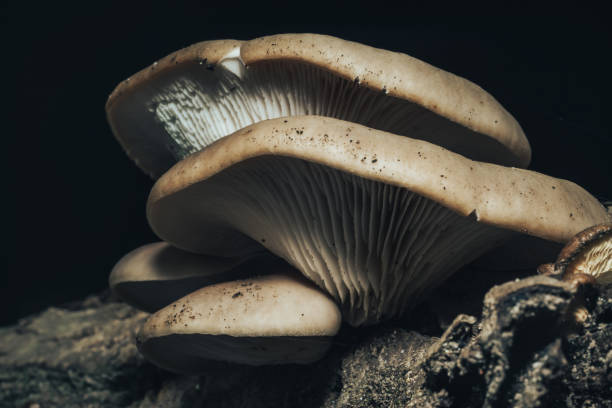 istock Close up Beautiful growing mushrooms in the old walnut tree on black background. 1180970758