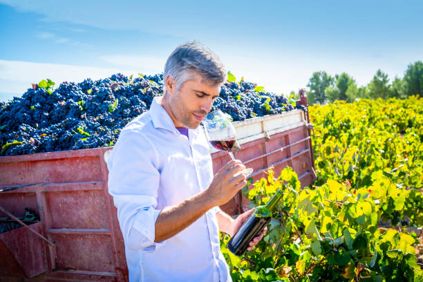 winiarz oenolog degustacja wina czerwonego wina - senior adult caucasian farmer grape harvesting zdjęcia i obrazy z banku zdjęć