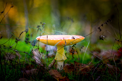 Mushrooms on the forest floor