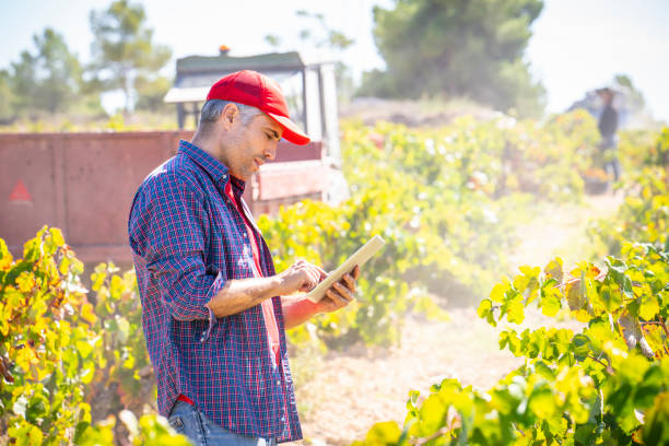 winemaker proprietario vigneto con tablet pc controllo qualità - ipad farmer agronomy pc foto e immagini stock