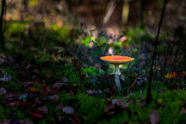 Mushrooms on the forest floor