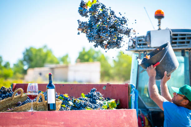 selektor wina opróżnia wiadro winogron do ciągnika - senior adult caucasian farmer grape harvesting zdjęcia i obrazy z banku zdjęć