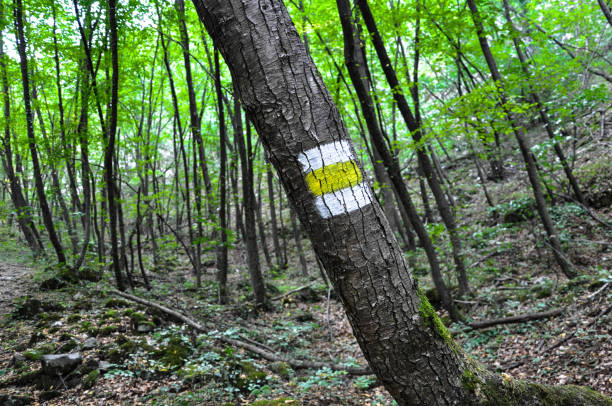 istock Tourist mark on a tree designating a path in a mountain forest 1180972248
