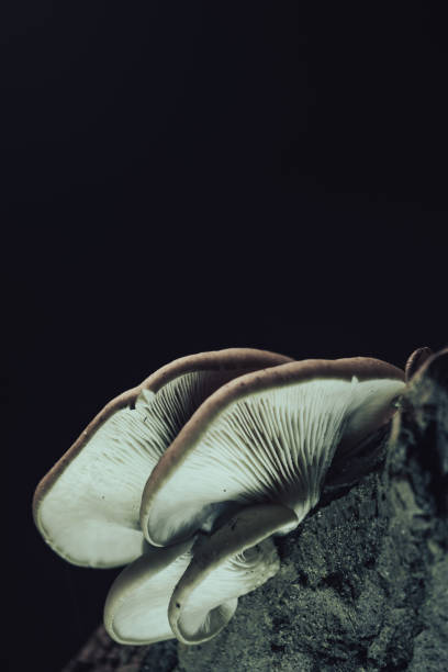 istock Beautiful growing mushrooms in the old walnut tree on black background. 1180972674