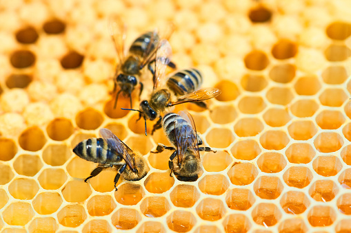 Honeybee swarm in central Florida