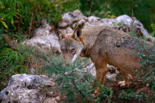 Wolf portrait in the foreground stock photo