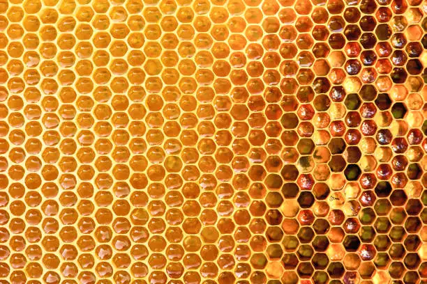 Photo of Background texture and pattern of a section of wax honeycomb from a bee hive filled with golden honey i