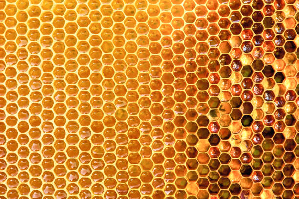 background texture and pattern of a section of wax honeycomb from a bee hive filled with golden honey i - honey abstract photography composition imagens e fotografias de stock