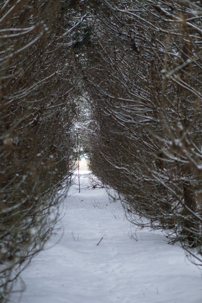 rada plantó pinos y su corona. cuento de invierno y árboles de navidad. hermoso fondo para el diseño - planted pines fotografías e imágenes de stock