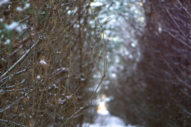 rada plantó pinos y su corona. cuento de invierno y árboles de navidad. hermoso fondo para el diseño - planted pines fotografías e imágenes de stock
