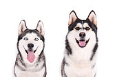 Purebred siberian husky with gray black and white coat colors.