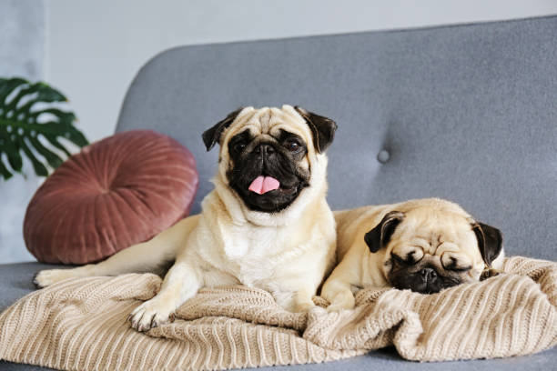 黒い耳と悲しい目がソファに横たわっている愛らしいパグ犬。 - child house dog bed ストックフォトと画像