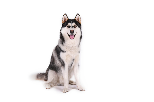 Portrait of young beautiful funny husky dog sitting with its tongue out on white isolated background. Smiling face of domestic pure bred dog with pointy ears. Close up, copy space.