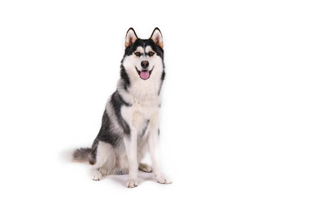 Purebred siberian husky with gray black and white coat colors. Portrait of young beautiful funny husky dog sitting with its tongue out on white isolated background. Smiling face of domestic pure bred dog with pointy ears. Close up, copy space. malamute stock pictures, royalty-free photos & images