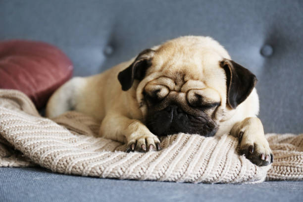 istock Adorable pug doggy with black ears and sad eyes lying on a sofa. 1180973989