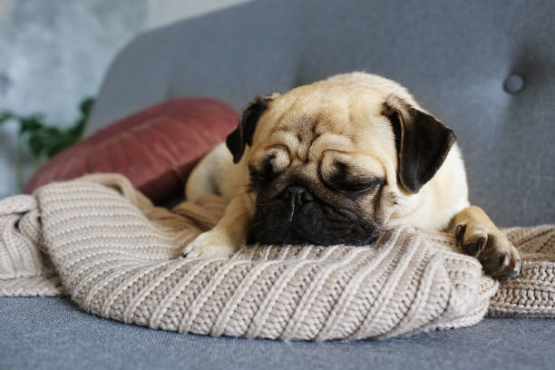 istock Adorable pug doggy with black ears and sad eyes lying on a sofa. 1180973996
