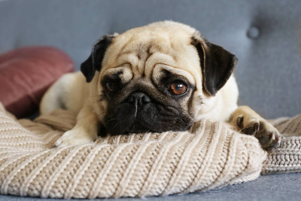 istock Adorable pug doggy with black ears and sad eyes lying on a sofa. 1180973998