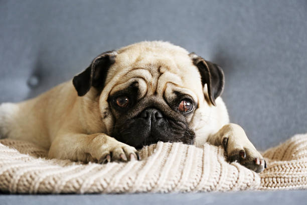 istock Adorable pug doggy with black ears and sad eyes lying on a sofa. 1180974009