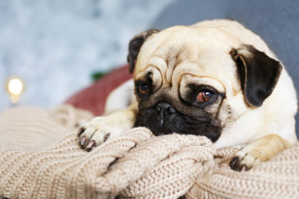istock Adorable pug doggy with black ears and sad eyes lying on a sofa. 1180974021