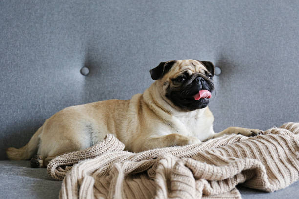 istock Adorable pug doggy with black ears and sad eyes lying on a sofa. 1180974030