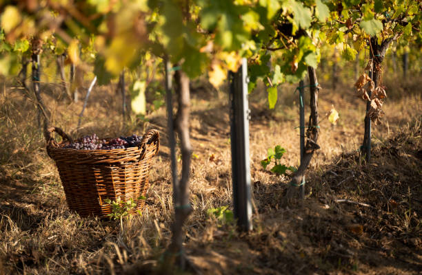 istock freshly harvested grapes in wicker baskets in the vineyard 1180974168