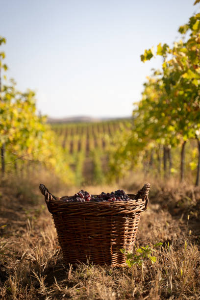 istock freshly harvested grapes in wicker baskets in the vineyard 1180974897