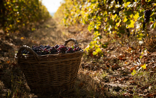 istock freshly harvested grapes in wicker baskets in the vineyard 1180975629
