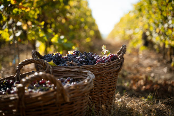 istock freshly harvested grapes in wicker baskets in the vineyard 1180975683