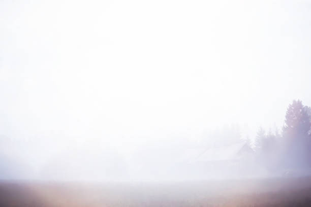 Fog in the field. Evening nature in summer with white fog.