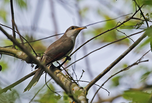 Yellow-billed Cuckoo (Coccyzus americanus) adult perched on twig hunting caterpillars\