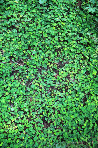 istock Background from plant clover four leaf. Irish traditional symbol. St.Patrick 's Day. 1180975814