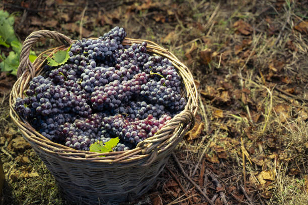 istock wicker basket full of red grapes in the vineyard 1180975882