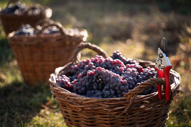 istock row of freshly harvested grapes in wicker baskets 1180975931