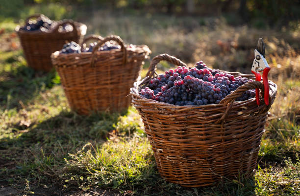 row of freshly harvested grapes in wicker baskets
