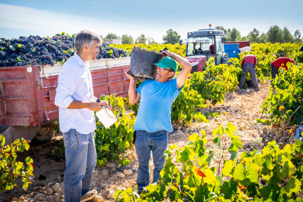 winiarz rozmawia z zbieraczem winogron o tym, jak zbiory - senior adult caucasian farmer grape harvesting zdjęcia i obrazy z banku zdjęć