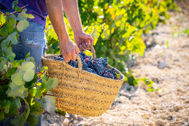 istock Grape harvest traditional bucket with wine red grapes 1180976249