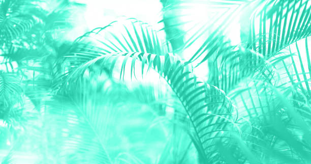 istock Tropical palm leaves with sun leaks effect. Floral pattern in mint color background. Trendy green and turquoise color. Exotic palms bokeh, toned. Summer, holiday and travel concept 1180976277