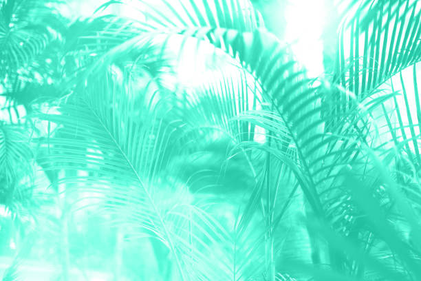 istock Palm trees over sky. Summer, holiday and travel concept. Palm branches with sun light effect. Trendy mint color background for design. Trendy green and turquoise color. Tropical jungle view 1180976297
