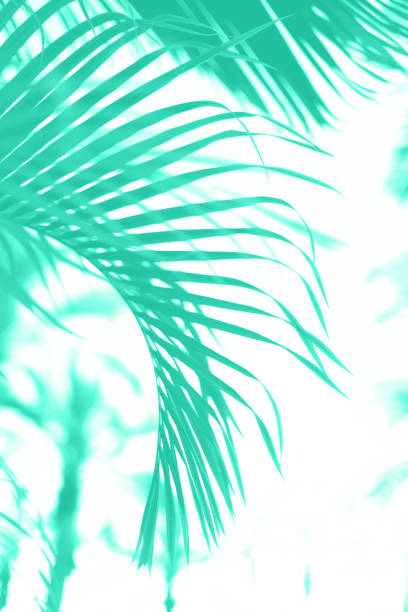 istock Palm trees over sky. Summer, holiday and travel concept. Palm branches with sun light effect. Trendy mint color background for design. Trendy green and turquoise color. Tropical jungle view 1180976314