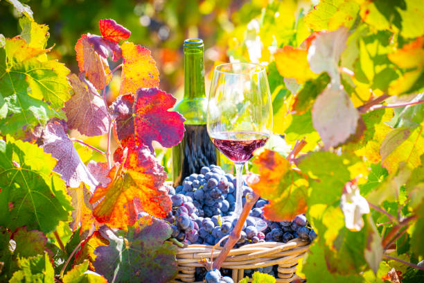 istock grape harvest bucket with red wine bottle and wine glass 1180976322