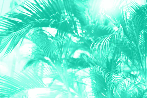 istock Palm trees over sky. Summer, holiday and travel concept. Palm branches with sun light effect. Trendy mint color background for design. Trendy green and turquoise color. Tropical jungle view 1180976337