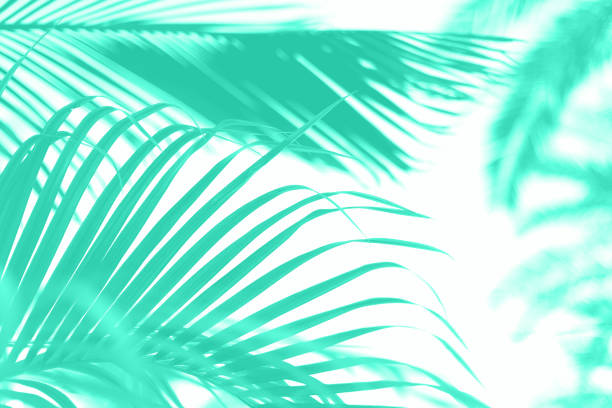 istock Palm trees over sky. Summer, holiday and travel concept. Palm branches with sun light effect. Trendy mint color background for design. Trendy green and turquoise color. Tropical jungle view 1180976365