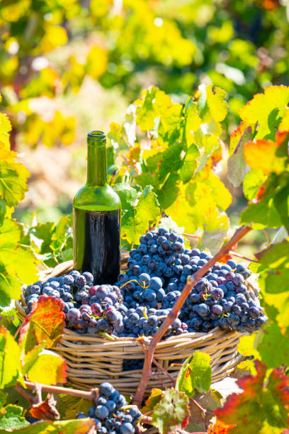 istock grape harvest bucket with red wine bottle 1180976384