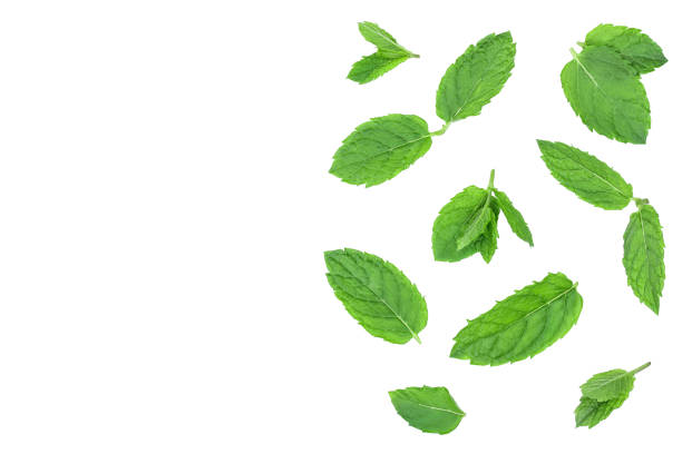 istock fresh green mint leaves isolated on white background, top view. Flat lay. With copy space for your text 1180978152