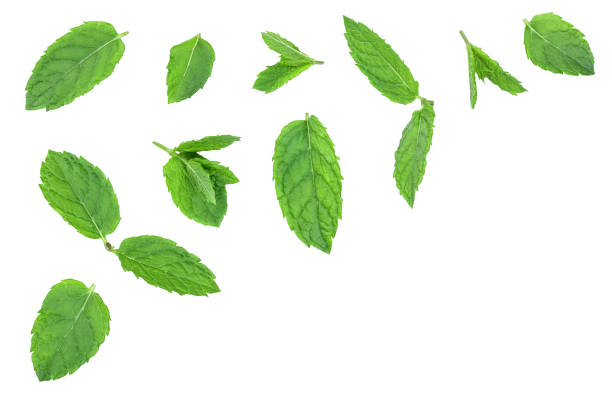 istock fresh green mint leaves isolated on white background, top view. Flat lay. With copy space for your text 1180978155