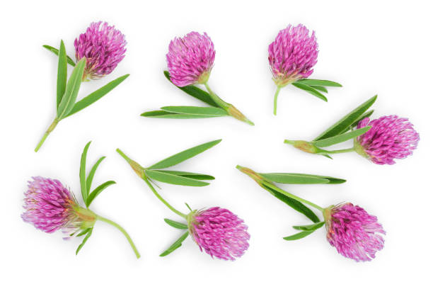 istock Clover or trefoil flower medicinal herbs isolated on white background. Top view. Flat lay 1180978169