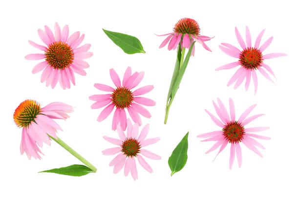 istock Coneflower or Echinacea purpurea isolated on white background. Top view. Flat lay 1180978183