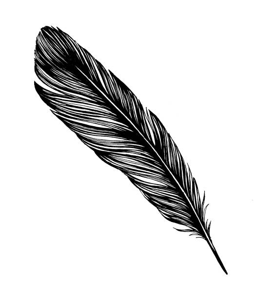 Feather Drawing Stock Illustration - Download Image Now - Art, Bird, Decoration - iStock Feather Drawing Stock Illustration - Download Image Now - Art, Bird, Decoration - iStock