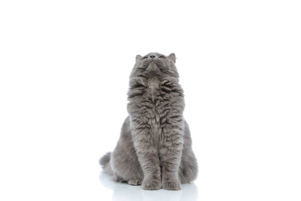 istock british longhair cat sitting and looking up curious 1180979432