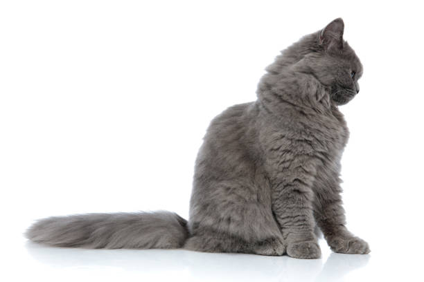 side view of a pretty british longhair cat with gray fur sitting and looking away pensive against white studio background